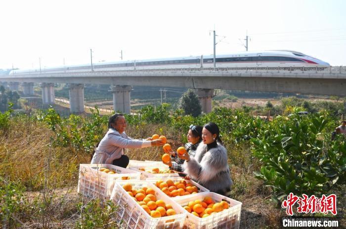 江西赣州信丰县，果农正在向游客介绍自家刚采摘的新鲜脐橙，一列赣深高铁动车组从身后飞驰而过。(资料图) 刘占昆 摄