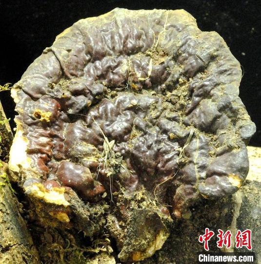 白肉灵芝子实体。　贺新生供图